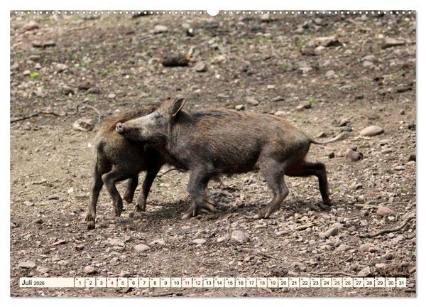 Produktbild: Wildschweine - Tiere aus unseren W&auml;ldern (hochwertiger Premium Wandkalender 2026 DIN A2 quer), Kunstdruck in Hochglanz