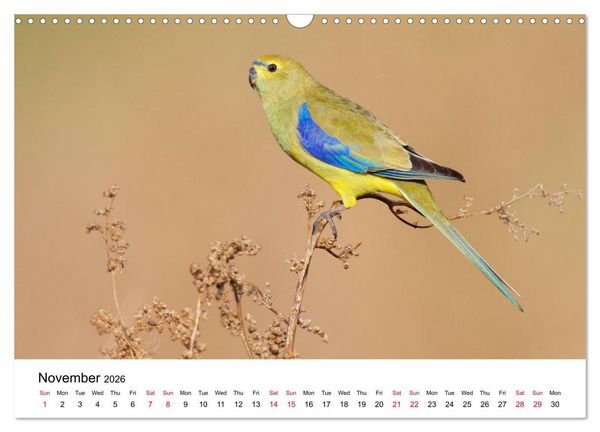 Produktbild: Australian Parrots (Wall Calendar 2026 DIN A3 landscape), CALVENDO 12 Month Wall Calendar