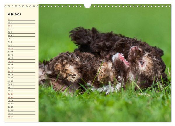 Produktbild: Kobolde auf 4 Pfoten - Bolonka Zwetna (Wandkalender 2026 DIN A3 quer), CALVENDO Monatskalender
