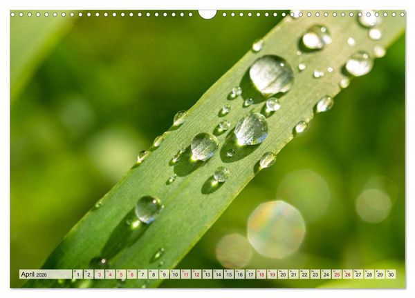 Produktbild: Mikrokosmos im Garten (Wandkalender 2026 DIN A3 quer), CALVENDO Monatskalender