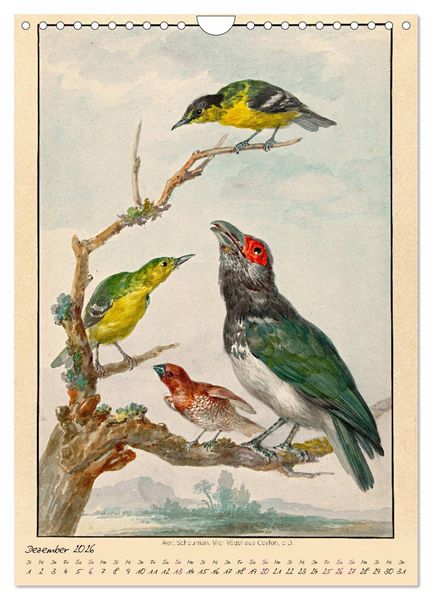 Produktbild: Aert Schouman. V&Ouml;GEL (Wandkalender 2026 DIN A4 hoch), CALVENDO Monatskalender