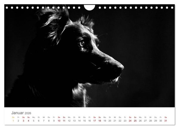 Produktbild: Hundeportraits Fine Art (Wandkalender 2026 DIN A4 quer), CALVENDO Monatskalender