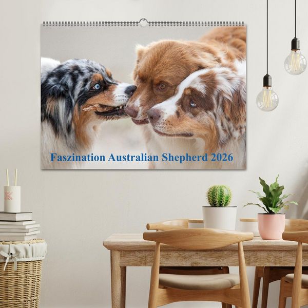 Produktbild: Australian Shepherd 2026 (Wandkalender 2026 DIN A2 quer), CALVENDO Monatskalender