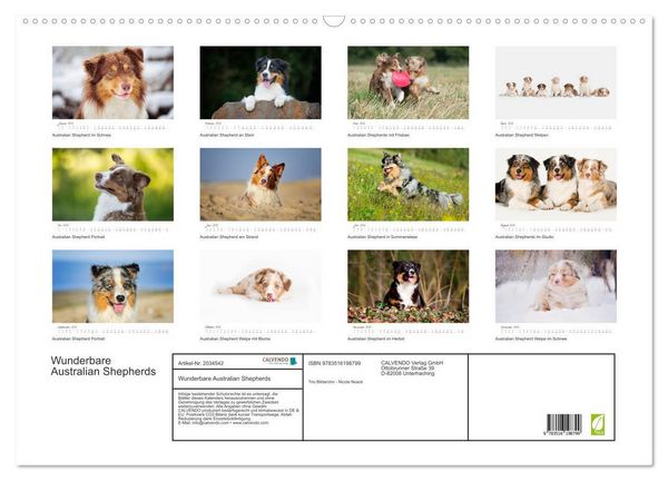Produktbild: Wunderbare Australian Shepherds (Wandkalender 2026 DIN A2 quer), CALVENDO Monatskalender