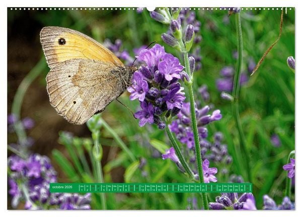Produktbild: La vie de nos prairie, les papillons (Calendrier mural 2026 DIN A2 vertical) calendrier de bureau