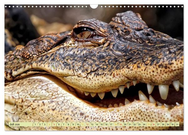 Produktbild: Urzeitreptilien - Krokodil (Wandkalender 2026 DIN A3 quer), CALVENDO Monatskalender