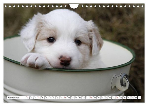 Produktbild: Border Collie Welpen (Wandkalender 2026 DIN A4 quer), CALVENDO Monatskalender