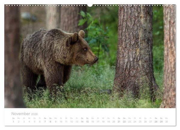 Produktbild: Braunb&auml;ren - pelzige Riesen in Finnlands W&auml;ldern (Wandkalender 2026 DIN A2 quer), CALVENDO Monatskalender