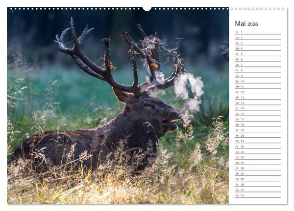 Produktbild: Emotionale Momente: Hirschbrunft. Part II. (hochwertiger Premium Wandkalender 2026 DIN A2 quer), Kunstdruck in Hochglanz
