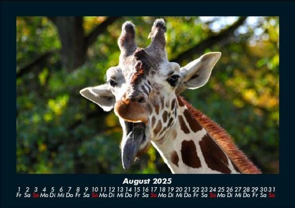 Produktbild: Giraffen 2025 Fotokalender DIN A5