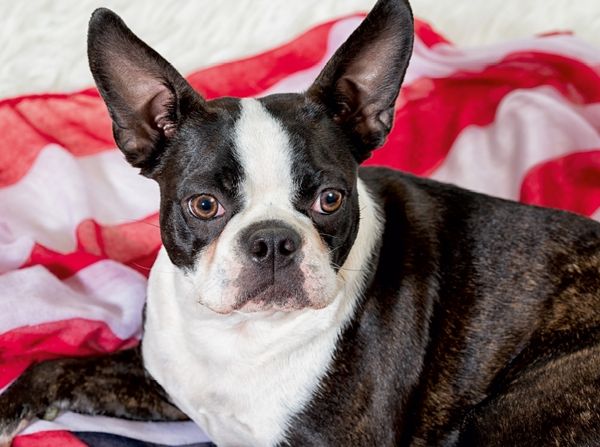 Produktbild: Colored Boston Terrier Stripes Brindle/White (Puzzle)