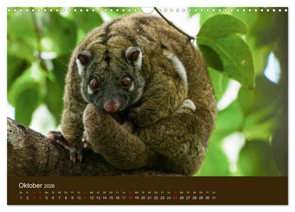 Produktbild: Beuteltiere Australiens (Wandkalender 2026 DIN A3 quer), CALVENDO Monatskalender