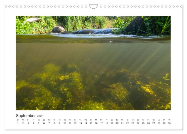 Produktbild: Unter Wasser in B&auml;chen und Fl&uuml;ssen (Wandkalender 2026 DIN A3 quer), CALVENDO Monatskalender