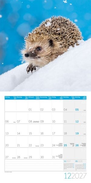 Produktbild: Igel Kalender 2027 - 30x30 - Art12