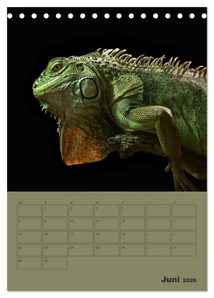 Produktbild: Minidrachen - Die kleinen Nachkommen der Urzeitmonster (Tischkalender 2026 DIN A5 hoch), CALVENDO Monatskalender