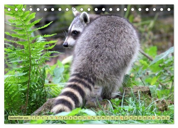 Produktbild: Der Waschb&auml;r - Der Maskentr&auml;ger in unseren W&auml;ldern (Tischkalender 2026 DIN A5 quer), CALVENDO Monatskalender