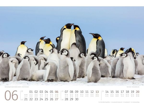 Produktbild: Pinguine Kalender 2027