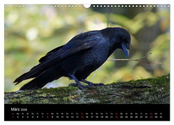 Produktbild: Das Leben der Rabenv&ouml;gel (Wandkalender 2026 DIN A3 quer), CALVENDO Monatskalender