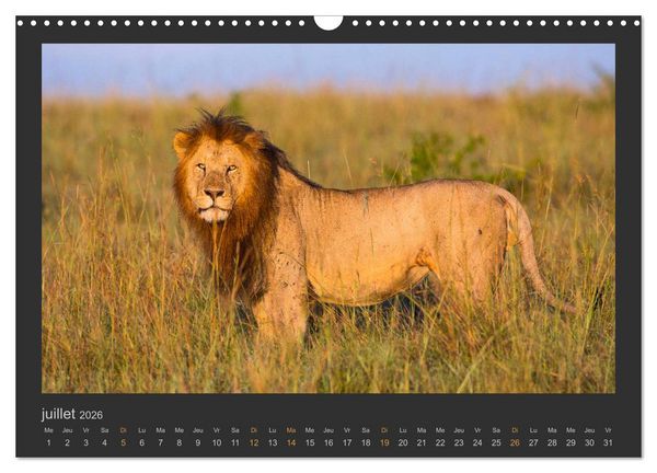 Produktbild: Lions &ndash; Photographies de la faune (Calendrier mural 2026 DIN A3 vertical), CALVENDO calendrier mensuel