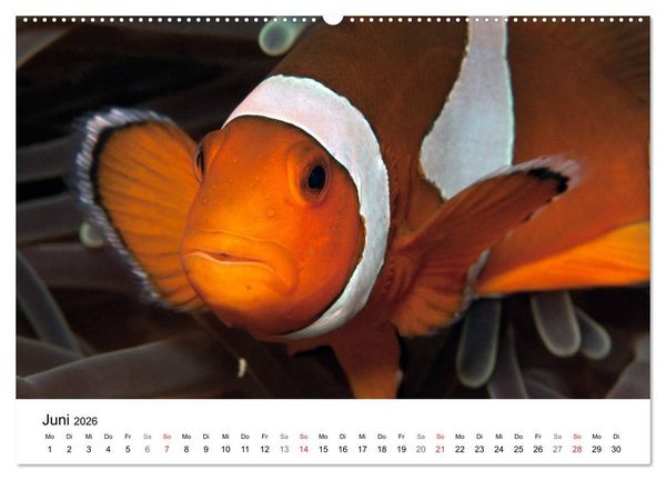 Produktbild: Highlights aus dem Meer - Tauchkalender (Wandkalender 2026 DIN A2 quer), CALVENDO Monatskalender