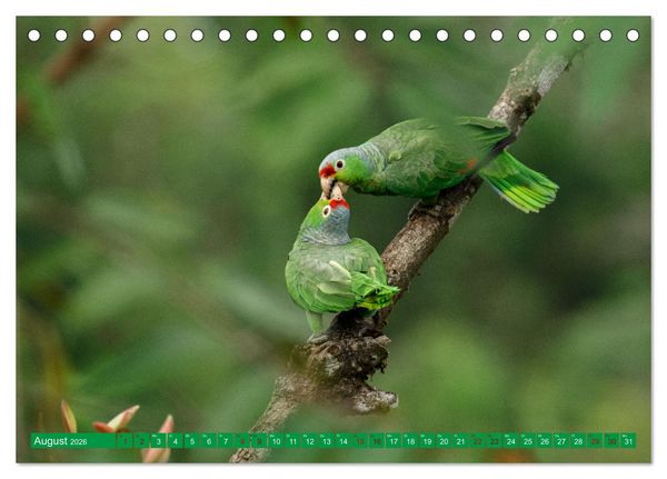 Produktbild: Papageien (Tischkalender 2026 DIN A5 quer), CALVENDO Monatskalender