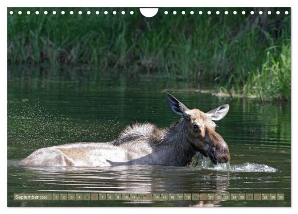 Produktbild: B&auml;r, Wolf und Co - Tiere Nordamerikas (Wandkalender 2026 DIN A4 quer), CALVENDO Monatskalender