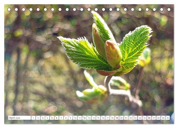 Produktbild: Das Leben der Haselnuss (Tischkalender 2026 DIN A5 quer), CALVENDO Monatskalender