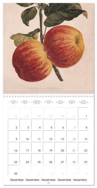 Produktbild: Art & Pomology - Apples 2026 (Wall Calendar 2026 12 &times; 12 Inch) CALVENDO 12 Month Wall Calendar