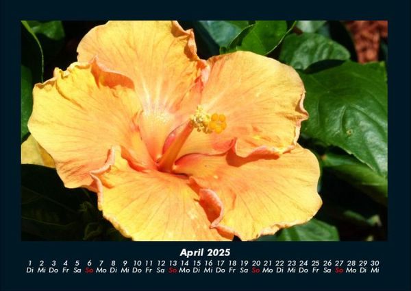 Produktbild: Blumenkalender 2025 Fotokalender DIN A4