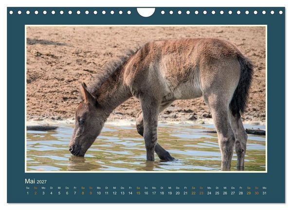 Produktbild: Die letzten Wilden - freilebende Pferde in D&uuml;lmen (Wandkalender 2027 DIN A4 quer), CALVENDO Monatskalender