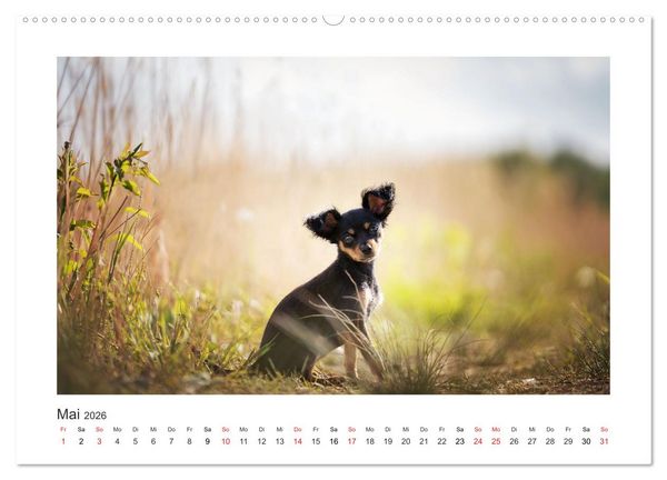 Produktbild: Herzenshunde 2026 (hochwertiger Premium Wandkalender 2026 DIN A2 quer), Kunstdruck in Hochglanz