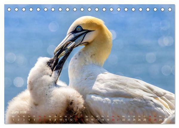 Produktbild: K&uuml;stengl&uuml;ck - Ein fotografischer Streifzug entlang der Nordsee (Tischkalender 2026 DIN A5 quer), CALVENDO Monatskalender
