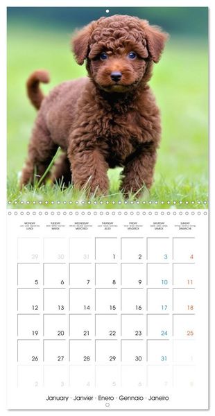 Produktbild: Portraits de petits chiens (Calendrier mural carr&eacute; 2026 30x30 cm) Calendrier double avec une page pour vos prises de notes