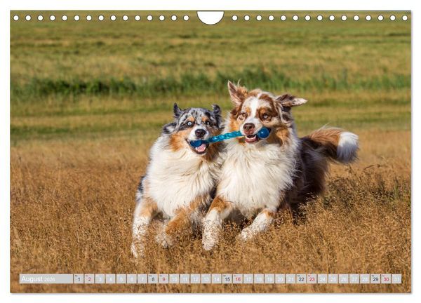 Produktbild: Australian Shepherd 2026 (Wandkalender 2026 DIN A4 quer), CALVENDO Monatskalender