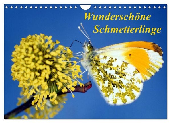 Produktbild: Wundersch&ouml;ne Schmetterlinge (Wandkalender 2026 DIN A4 quer), CALVENDO Monatskalender