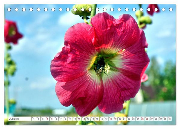 Produktbild: Dorfidylle - Landleben in Russland (Tischkalender 2026 DIN A5 quer), CALVENDO Monatskalender