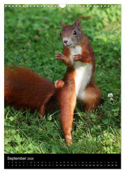 Produktbild: Eichh&ouml;rnchen (Wandkalender 2026 DIN A3 hoch), CALVENDO Monatskalender