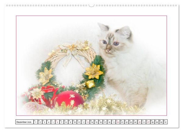 Produktbild: Katzen &ndash; Treue Begleiter (CH - Version) (hochwertiger Premium Wandkalender 2026 DIN A2 quer), Kunstdruck in Hochglanz
