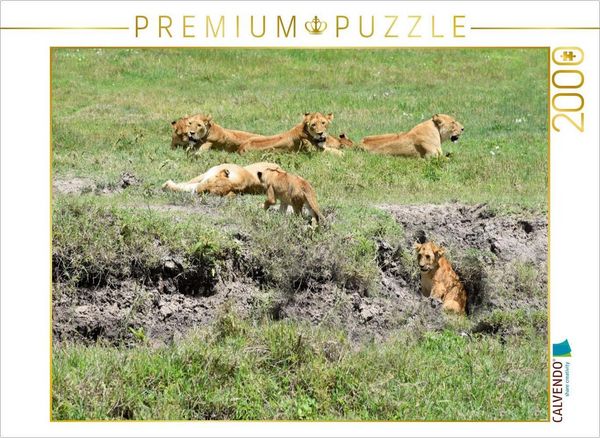 CALVENDO Puzzle Löwenfamilie | 2000 Teile Lege-Größe 90x67cm Foto-Puzzle für glückliche Stunden