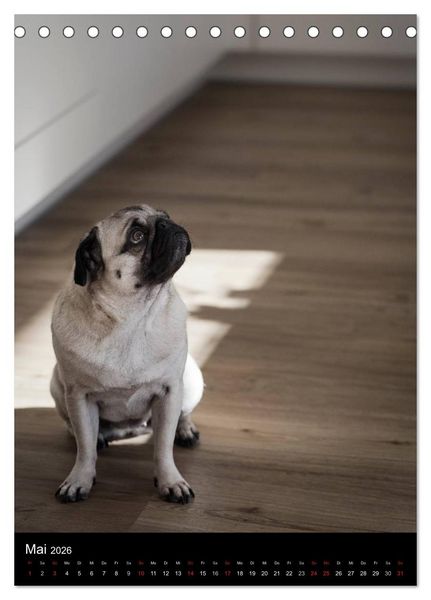 Produktbild: Das Mops-Jahr 2026 (Tischkalender 2026 DIN A5 hoch), CALVENDO Monatskalender