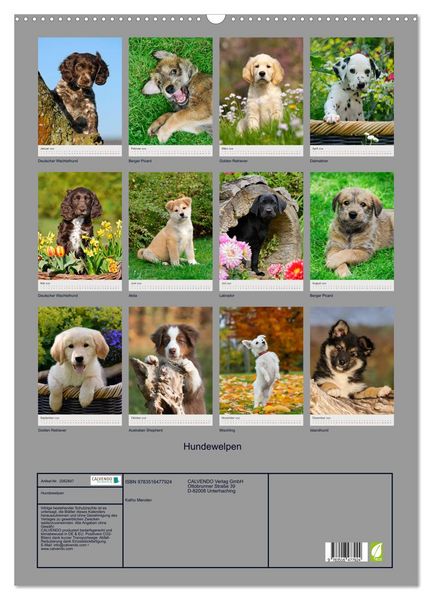 Produktbild: Hundewelpen (Wandkalender 2026 DIN A2 hoch), CALVENDO Monatskalender