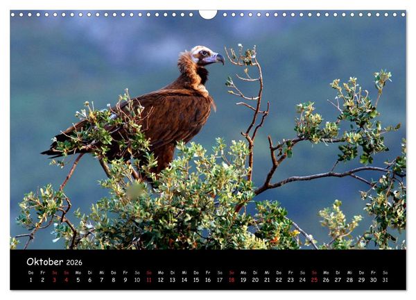 Produktbild: Unter Geiern auf Mallorca: Ein Projekt der Naturschutzstiftung Vida Silvestre Mediterr&aacute;nea (Wandkalender 2026 DIN A3 quer), CALVENDO Monatskalender