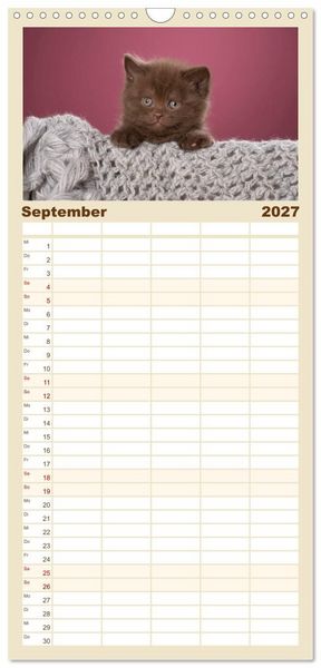 Produktbild: Familienplaner 2027 - Die Britisch Kurzhaar Katze mit 5 Spalten (Wandkalender, 21 x 45 cm) CALVENDO
