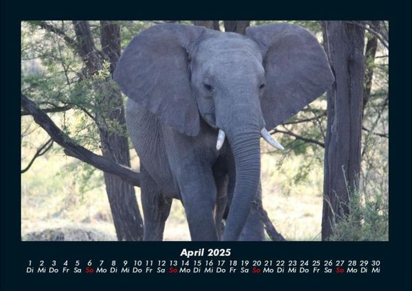 Produktbild: Elefanten - Die sanften Riesen Afrikas 2025 Fotokalender DIN A4