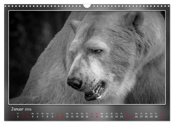 Produktbild: Tieren ins Gesicht geschaut (Wandkalender 2026 DIN A3 quer), CALVENDO Monatskalender