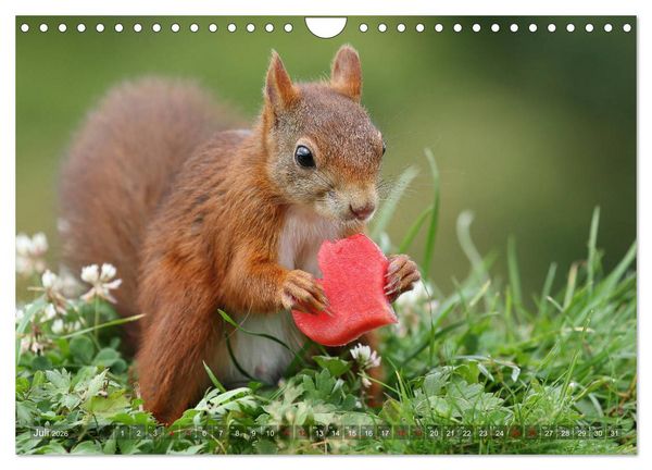 Produktbild: Eichh&ouml;rnchen Luna und ihre Kinder (Wandkalender 2026 DIN A4 quer), CALVENDO Monatskalender