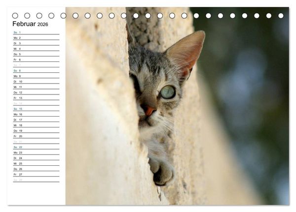 Produktbild: Katzensprung (Tischkalender 2026 DIN A5 quer), CALVENDO Monatskalender