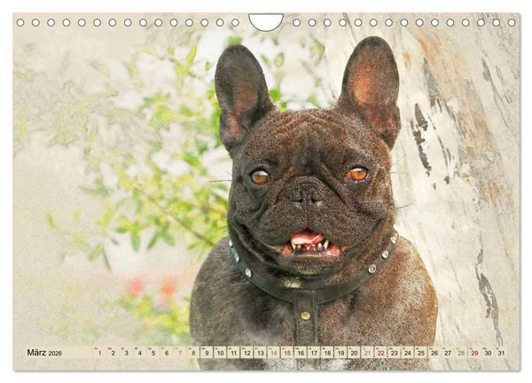 Produktbild: Franz&ouml;sische Bulldoggen 2026 (Wandkalender 2026 DIN A4 quer), CALVENDO Monatskalender