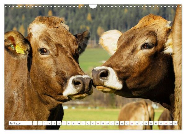 Produktbild: Ein Herz f&uuml;r Rinder (Wandkalender 2026 DIN A3 quer), CALVENDO Monatskalender
