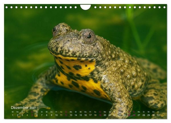 Produktbild: Reges Leben im Naturweiher - Tiere &uuml;ber und unter Wasser (Wandkalender 2027 DIN A4 quer), CALVENDO Monatskalender